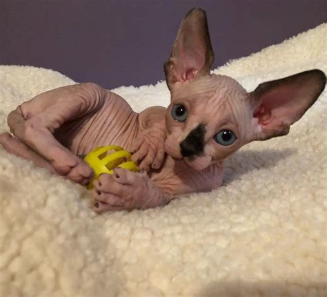 The sphynx cat looked unnatural and rather peculiar, i thought. Sphynx Cats For Sale | Austin, TX #287629 | Petzlover