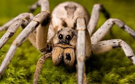 7 Dangerous Spiders In Spain To Be Aware Of Our Spanish Life