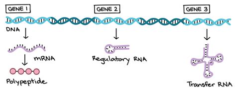 What does dna stand for? Molecular Genetics Definition | Examples and Forms