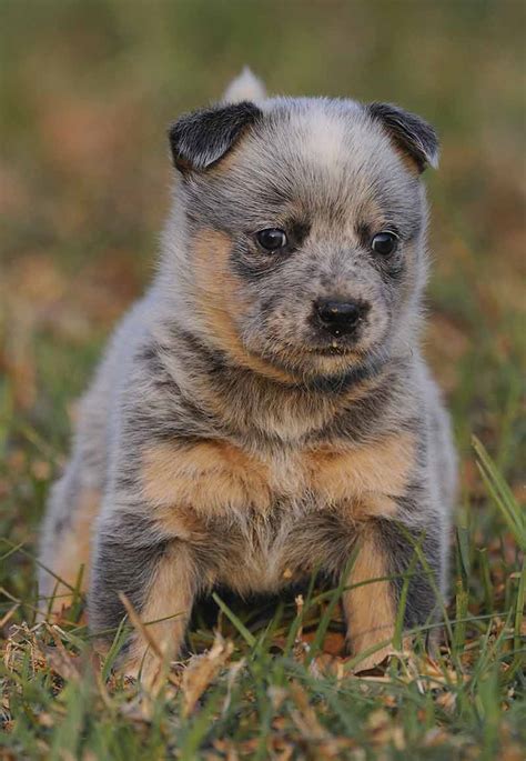 Types Of Blue Heelers Photos All Recommendation