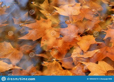 Autumn Maple Leaves In Puddle Of Water Stock Image Image Of Natural