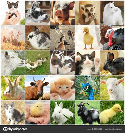 Different Cute Animals Stock Photo By ©belchonock 160685502