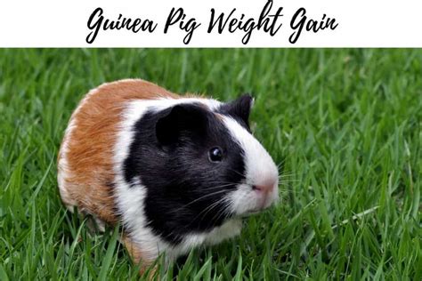 Guinea Pig Size And Weight Everything You Need To Know