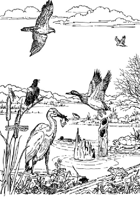 Swamp Animals Coloring Pages Coloring For Kids