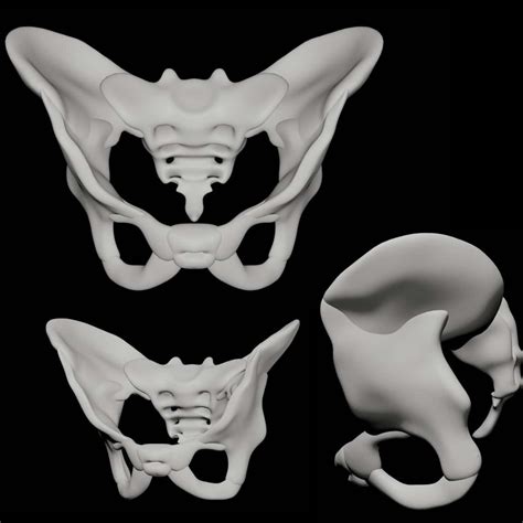 Free Spine With Pelvis 3d Model Stl Bdapalace