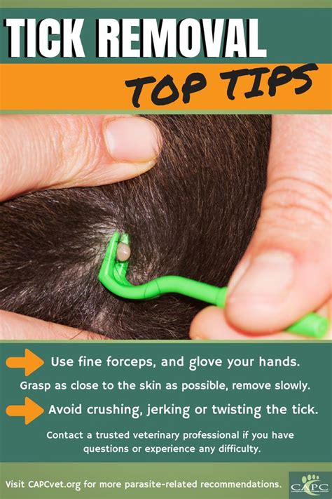 Removing A Tick From Your Dog Dog Health Tips Dog Treatment Tick