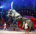 Huit raisons d'aller au Festival International du Cirque de Monte-Carlo ...