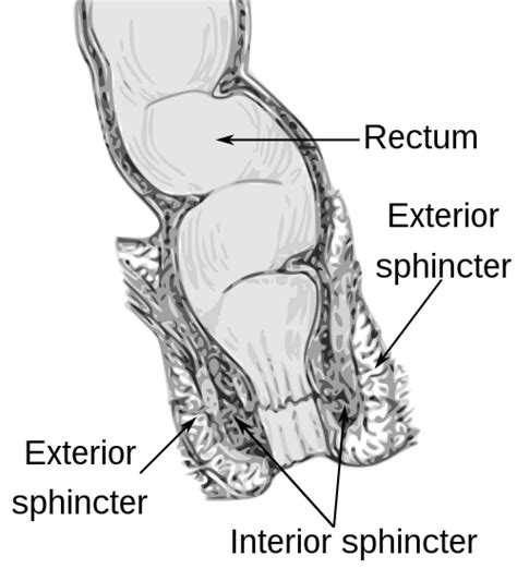 external anal sphincter wikipedia