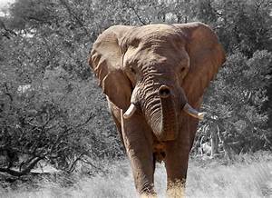 Majestic Big African Elephant In The Wild Free Image Download