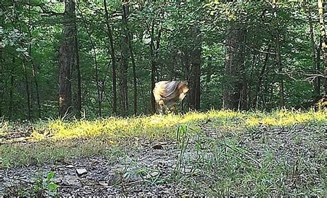 An Awfully Strange Creature Captured On Kentucky Trail Cam