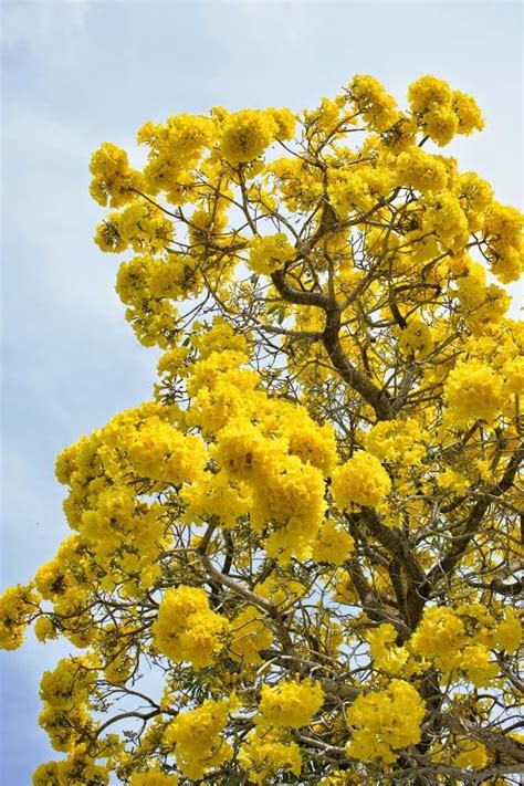 In south florida, our seasons do not seem to cooperate and follow the calendar. Tabebuia tree flowering in South Florida | FLOWERS ...