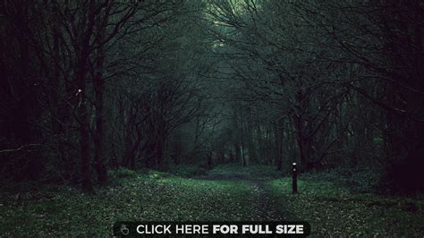 Dark Forest 4k Wallpaper Dark Naturalism Dark Forest Dark Forest