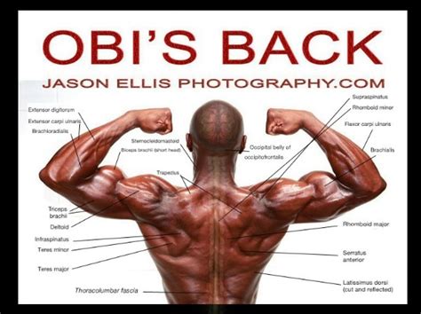 To build the back optimally, you should know the major muscles, their actions, and which exercises build muscles best. Sculpting Impressive Back Muscles - Metabolic Masterpiece
