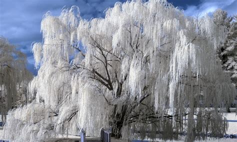 Weeping Willow Wallpapers Wallpaper Cave