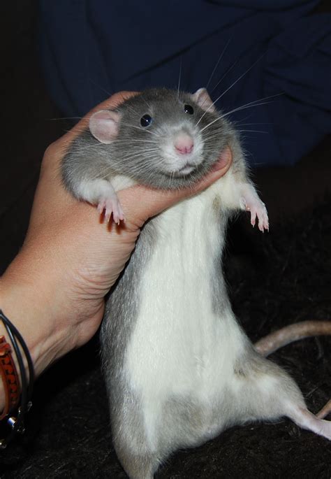 Large White Bellied Rat Cute Rats Pet Rats Cute Animals