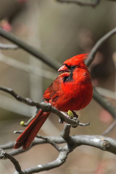 Male Northern Cardinal In Spring Photograph By John Haldane Fine Art