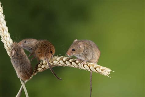 Do Rats And Mice Eat Or Deter Spiders Vital Facts