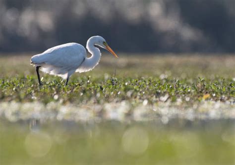 Florida Waterfowl Stock Photos Pictures And Royalty Free Images Istock