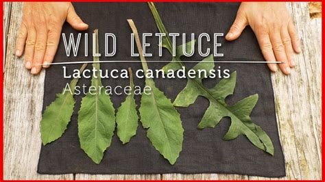 meet wild lettuce native ancient salad known as food for the nerves ne wild lettuce