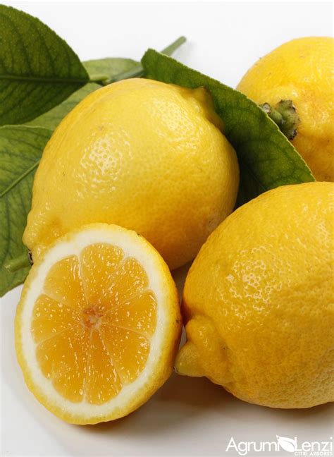Limone Dolce Del Brasile Citrus Limon Agrumi Lenzi Agrumi Limone
