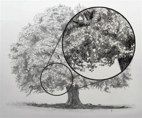 How To Draw Trees Tree Drawing Realistic Drawings Tree Sketches