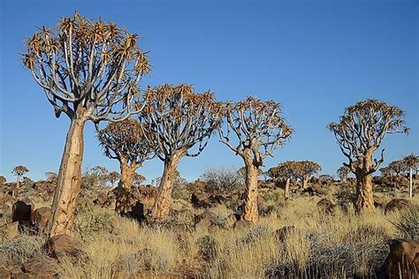 Quiver Tree Forest Unique Places In Namibia