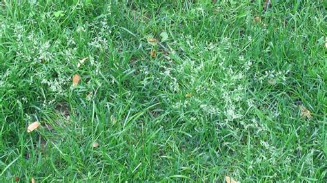 Annual Bluegrass Poa Annua Roozens Online Inc