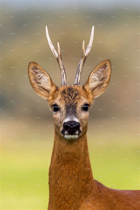Portrait Of A Roe Deer Capreolus Featuring Roe Deer Portrait And Buck