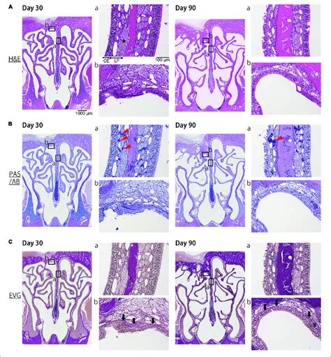 Representative Images Of Sections Of The Nasal Mucosa Taken 30 And 90