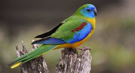 Turquoise Parrot Male Uncommon To Rare Lives South East Australia By
