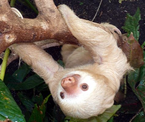 Albino Sloth Weißes Fell