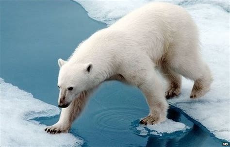 Follow Gashin Polar Bear