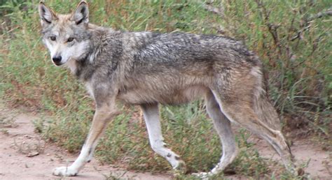 Mexican Gray Wolf Mexican Gray Wolf Animals Wildlife Conservation