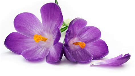 Pretty Purple Wallpapers 57 Background Pictures