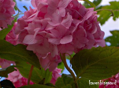 Fall is an awesome time to look forward to. Karen`s Nature Photography: Pink Hydrangea Flowers Against ...