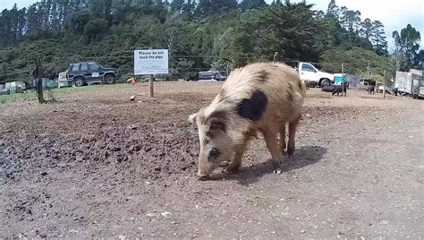 Stus Wild Pig Farm Whitianga All You Need To Know Before You Go