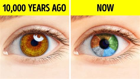 Common Eye Colors Sales Discounts Save 64 Jlcatjgobmx