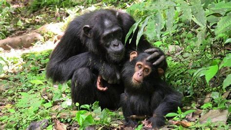 Chimps And Bonobos Use Sounds And Gestures Back And Forth Mimicking