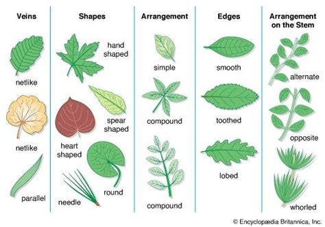 Leaves Of Plants