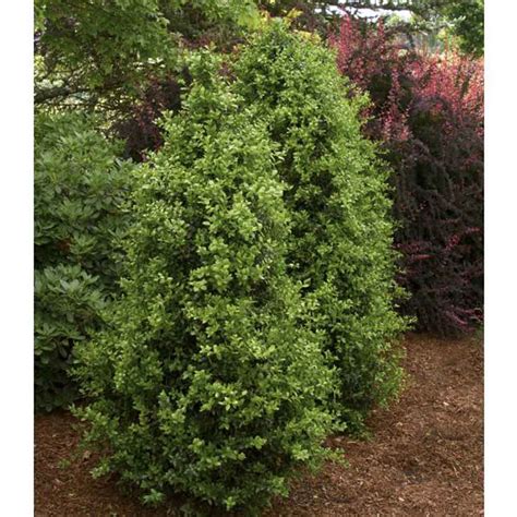 Buxus Green Tower Boxwood Sugar Creek Gardens