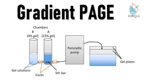 Gradient Page Polyacrylamide Gel Electrophoresis Ii Protein