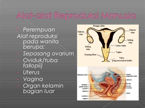 Sistem Reproduksi Pada Wanita