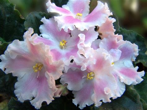African Violet Care And Growing Garden Design