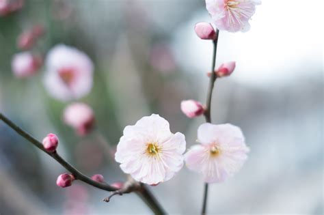 Hintergrundbilder Japan Lebensmittel Ast Kirschblüte Blühen Rosa