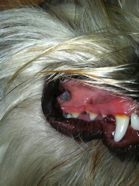 Lump In My Dogs Mouth Freaking Out Sorry It Looks A Bit Gross
