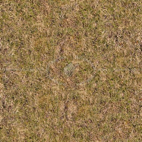 Seamless Dry Grass Texture