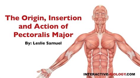 Has been added to your cart. 082 The Origin, Insertion, and Action of Pectoralis Major ...