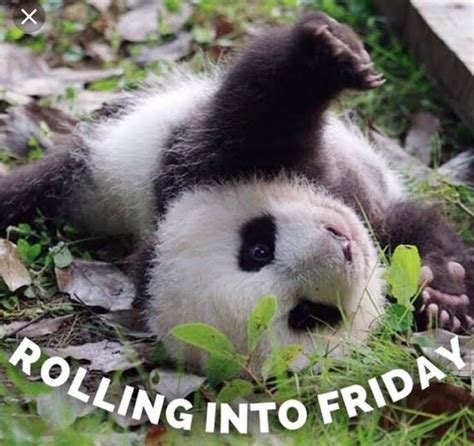Maybe I Should Roll Into Friday Like This Panda Panda Funny Funny