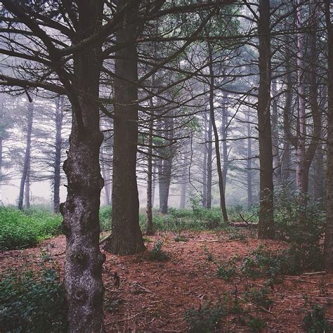 Foggy Forest Photograph By Nikki Watson Mcinnes Fine Art America