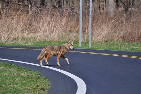 The Best 11 Coyotes In Bucks County Pa Artblitzask